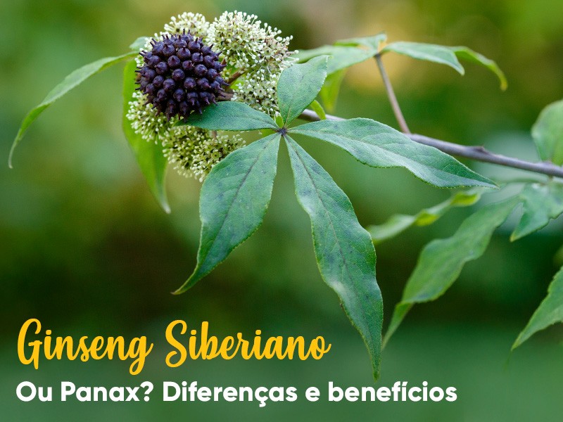 Ginseng siberiano ou Panax? Entenda as diferenas e os benefcios!